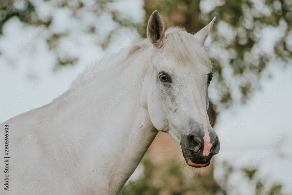 Pferd auf der Weide Stute, hübsche weiße Stute steht auf einer Wiese und entspannt, Portrait eines Reitponys, Sommer auf einem Reiterhof Pferd auf der Weide Stute, hübsche weiße Stute steht auf einer Wiese und entspannt, Portrait eines Reitponys, Sommer auf einem Reiterhof