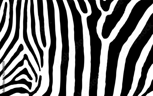 Zebra Animal Print Vektor Grafik