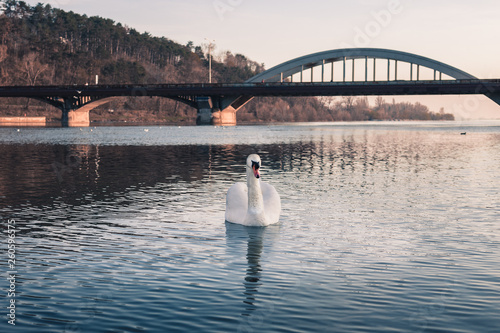 Image - Swan on the river with reflection in crystal blue water and bridge on background. Illuminated Swan posing on river  lake  on sunset. Swan on the river in Piestany city  Slovakia 