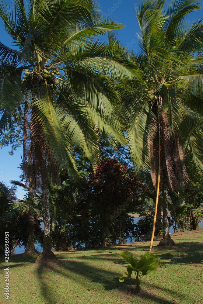 Coconut palms on the shore of Rio San Carlos near Boca Tapada in Costa Rica Coconut palms on the shore of Rio San Carlos near Boca Tapada in Costa Rica