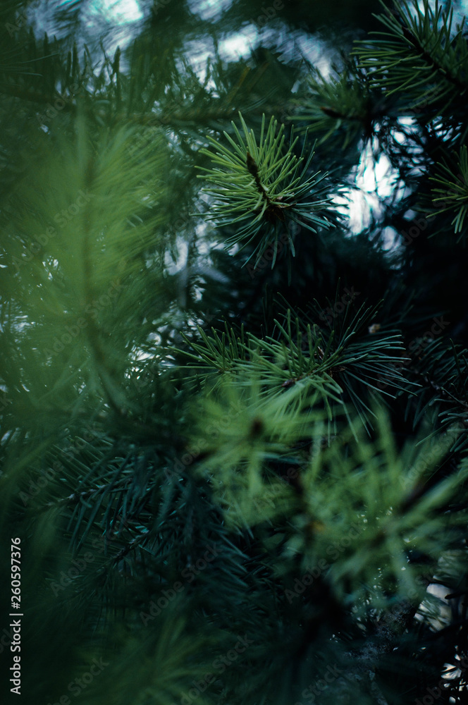 Obraz premium In the nature