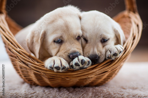 cute little puppies