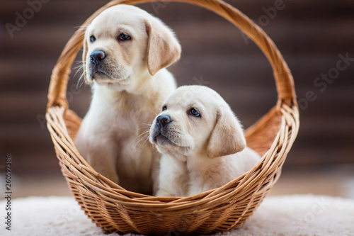 cute little puppies