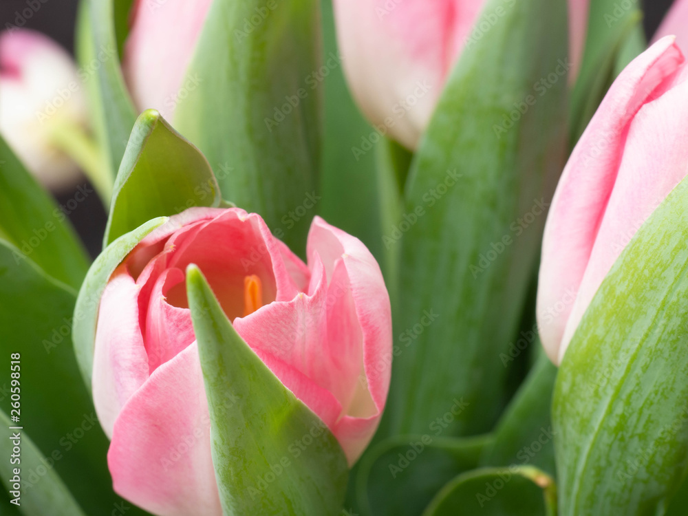 Fototapeta premium Spring background with pink tulips Congratulation concept
