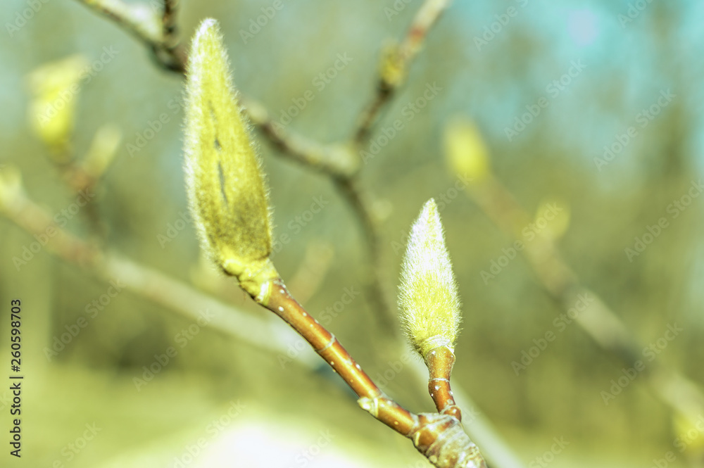 Fototapeta premium Sunny warm day. First sprint buds. Easter time.