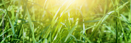 Fresh green grass in a meadow in the sunlight, spring summer natural background. Panoramic view.