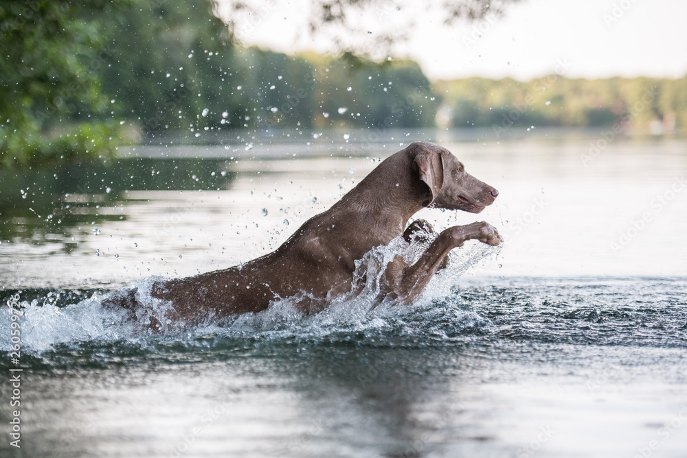 Fototapeta premium Hund schöne Weimeranerhündin springt zur abkühlung in den Badesee schwimmt und planscht durch das kühle Nass im Sommer