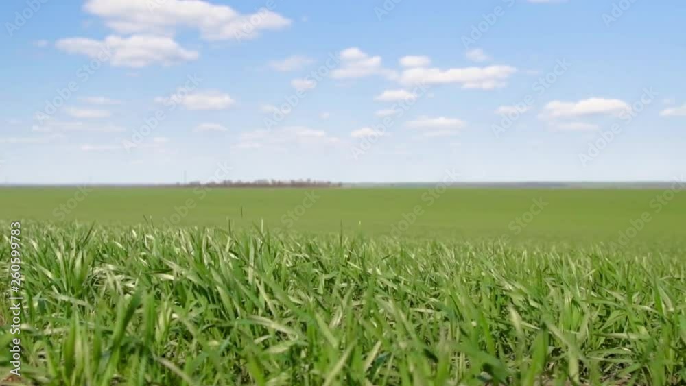 Young sprouts are on the field. Green grass closeup. Young sprouts are on the field. Green grass closeup.