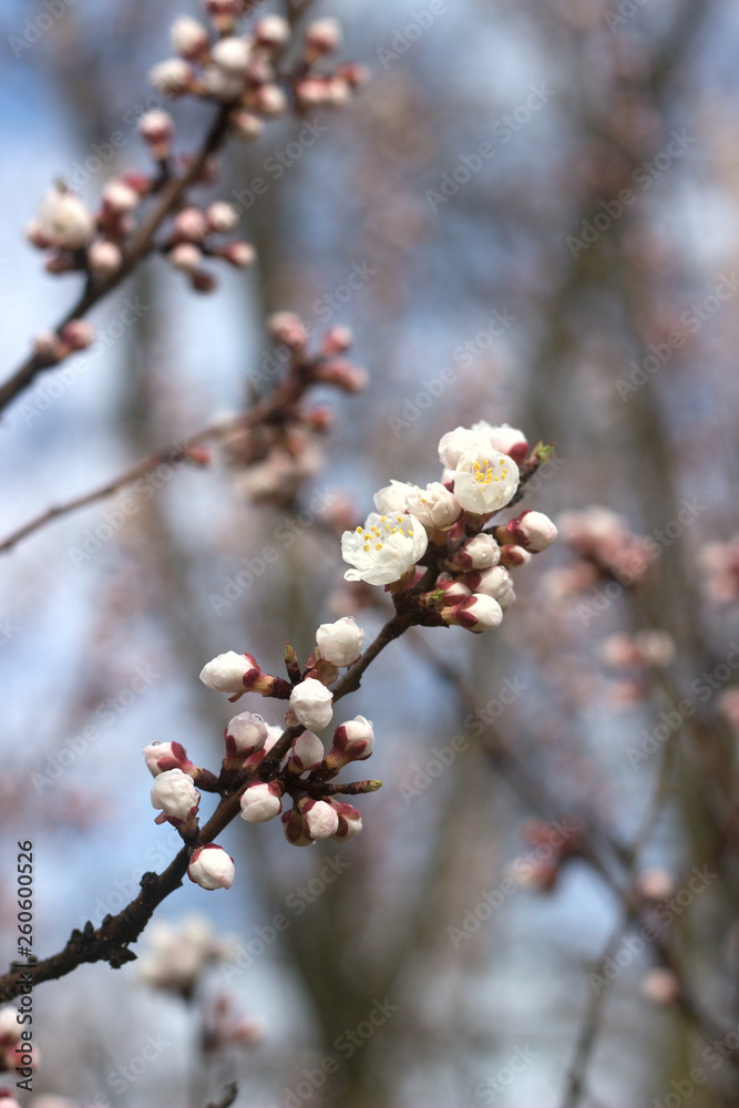 Branches of apricot with flowers and buds against the blue sky.
