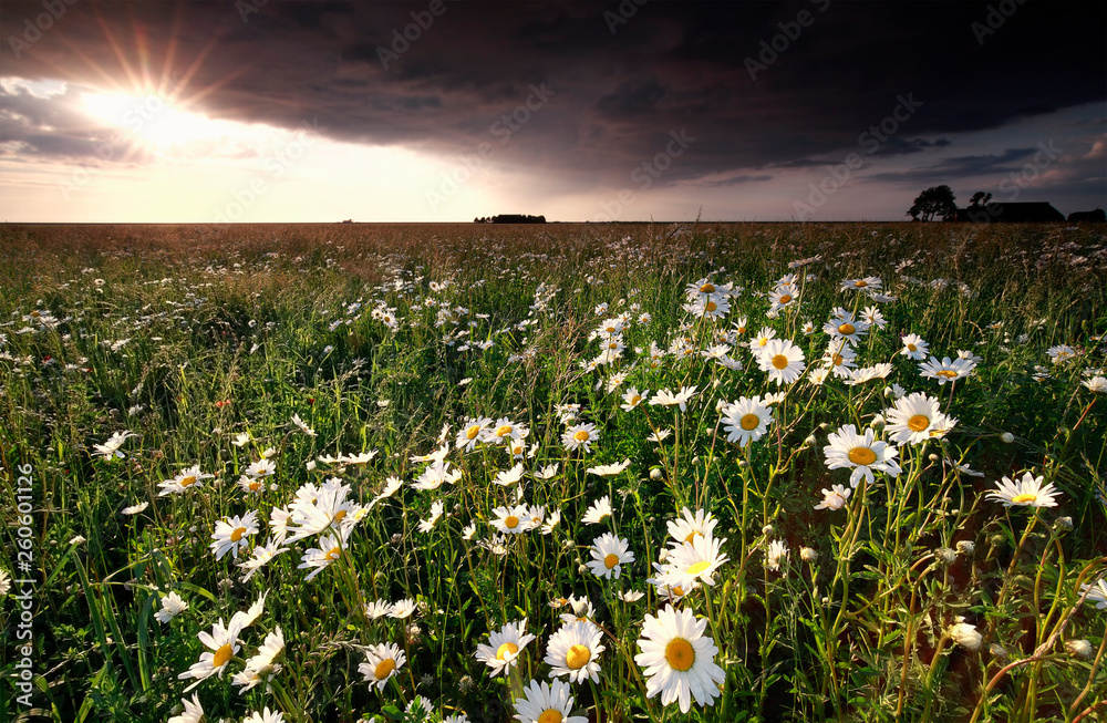 Fototapeta premium sunset over beautiful chamomile field