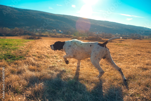 german shorthaired pointer hunting