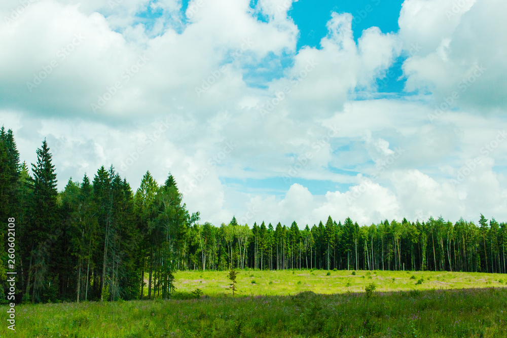 Obraz premium Green meadow under blue sky with clouds and forest in distance. Beautiful landscape image. Background picture for different purposes, selective focus