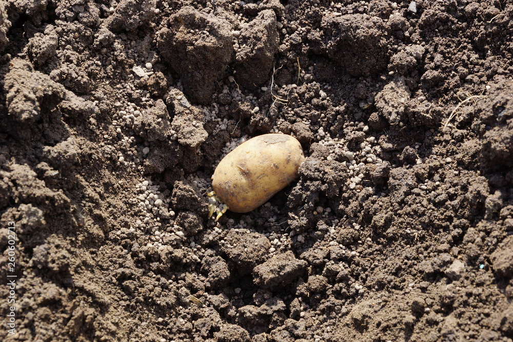 the tuber of a potato on the ground the spring planting potatoes