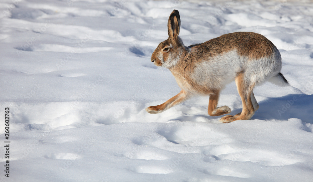 Naklejka premium Hare runs on white snow in winter