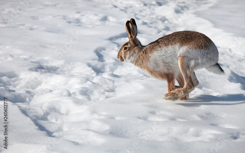 Hare runs on white snow in winter