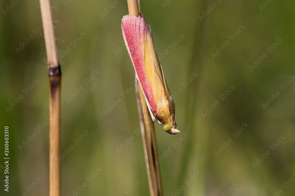 Oncocera semirubella