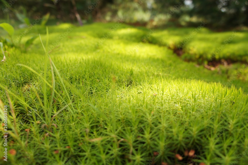 Yellow and green grass and moss closeup. Blurred background