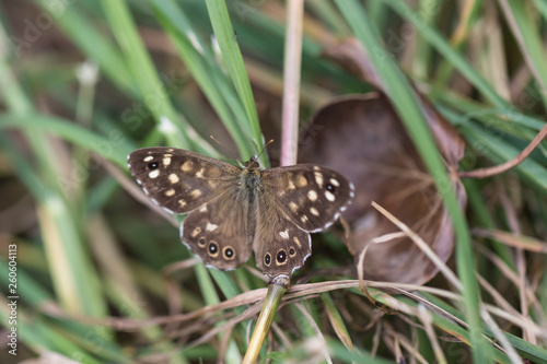 SPECKLED WOOD BUTTERFLY