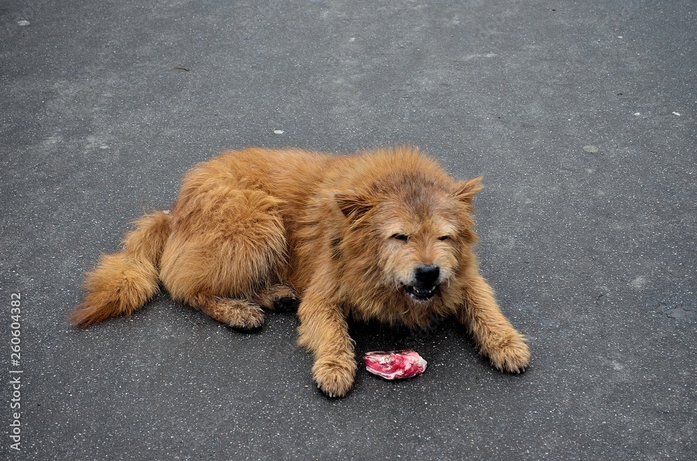 Fototapeta premium chow chow dog