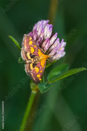 Obraz na płótnie Purple borer (Pyrausta purpuralis) w salonie