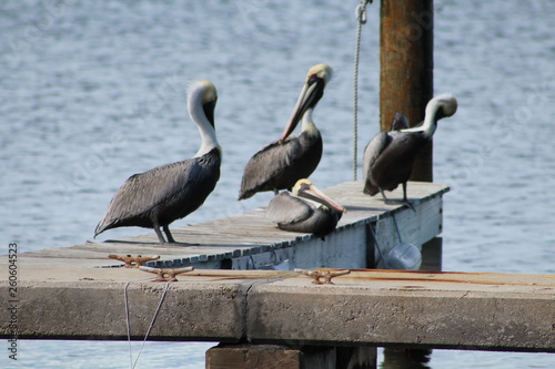 pelicans on the pier © Roselyn