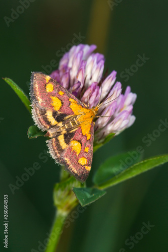 Purple borer (Pyrausta purpuralis) photo