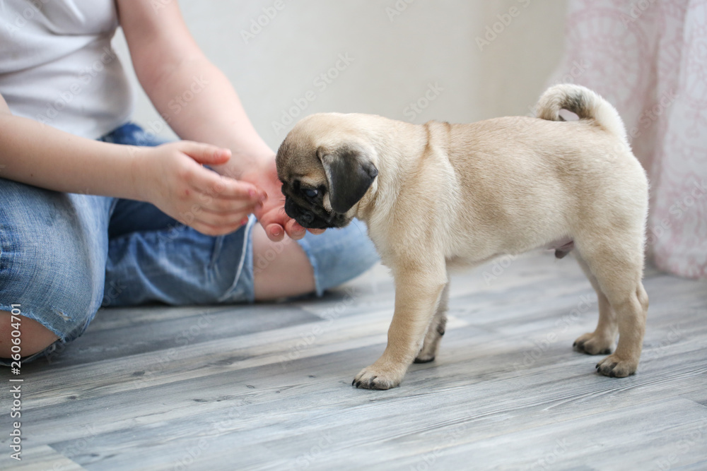 Adorable puppy of pug on hands of beautiful woman
