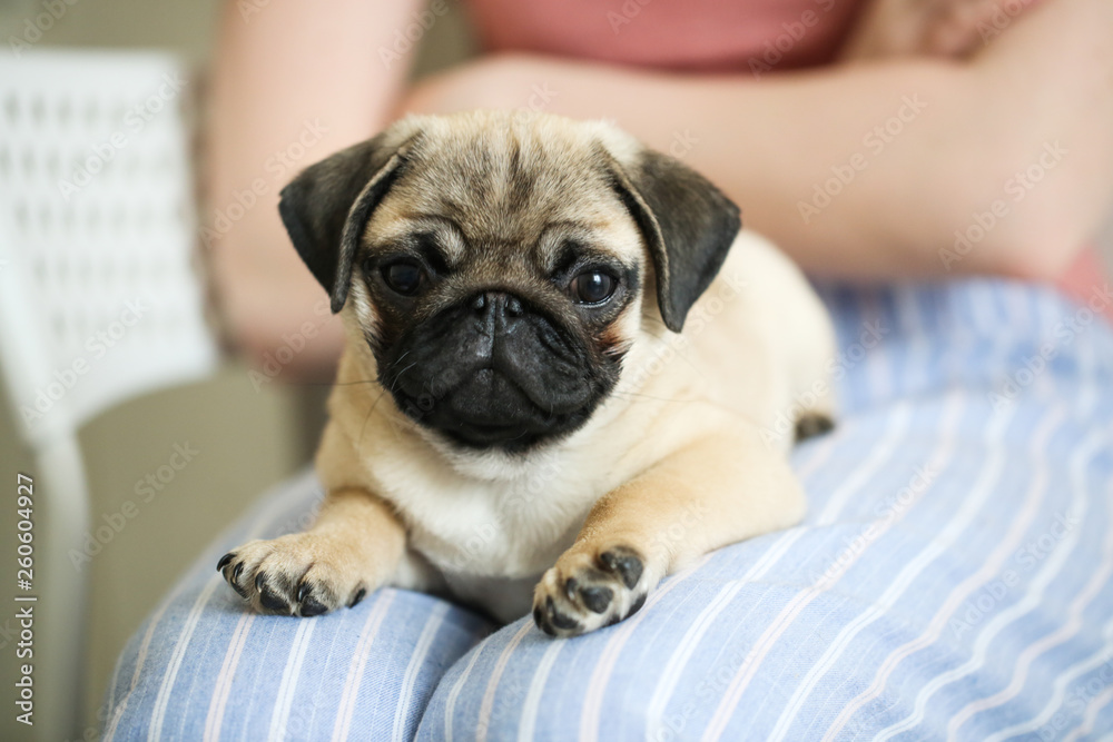 Adorable puppy of pug on hands of beautiful woman
