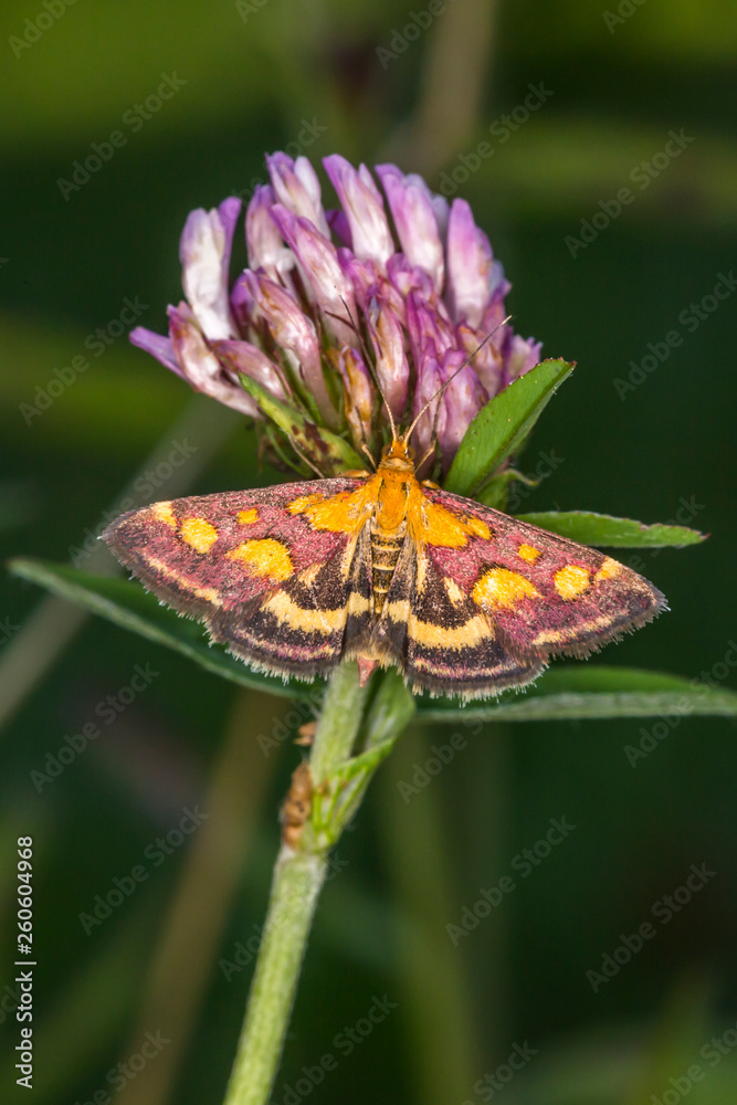 Purple borer (Pyrausta purpuralis)