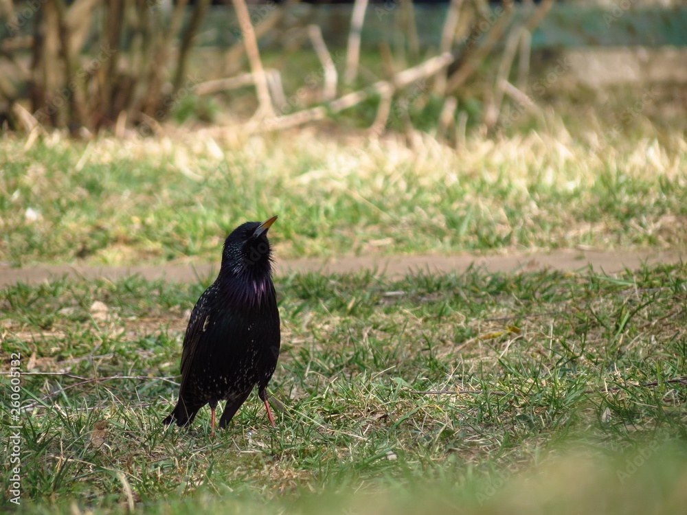 crow on grass