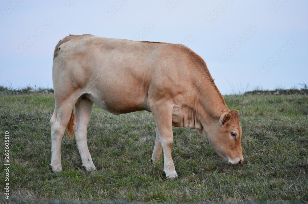 A cow from Ruiloba, Cantabria	