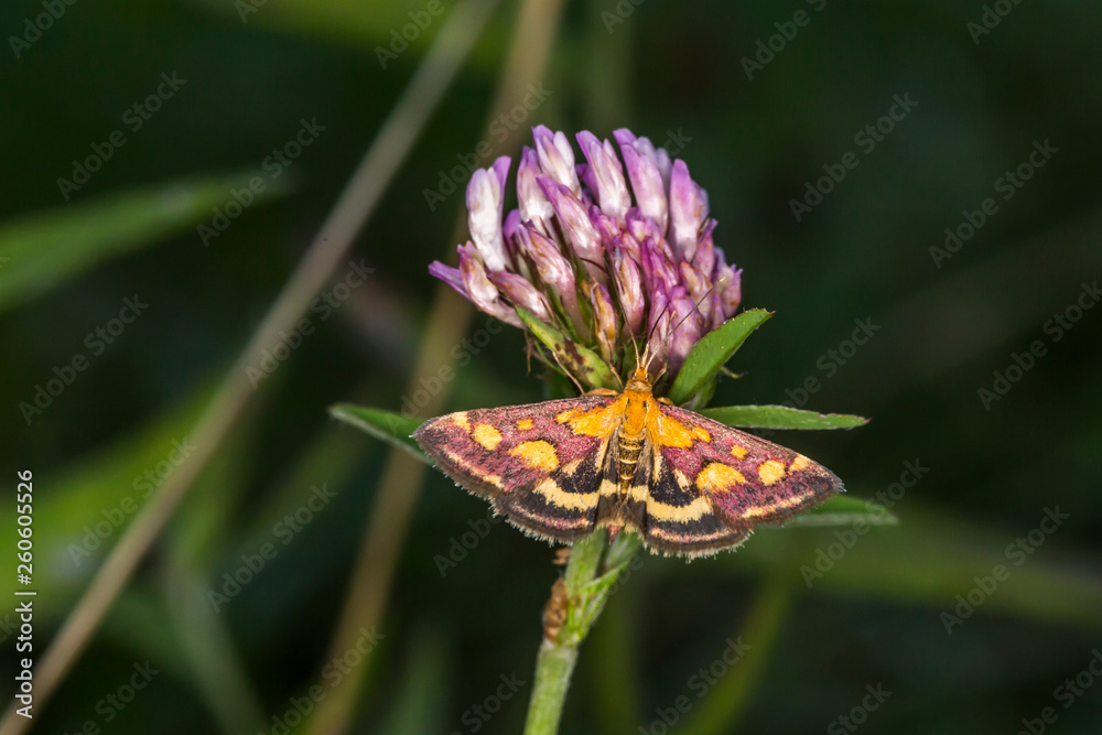Purple borer (Pyrausta purpuralis)