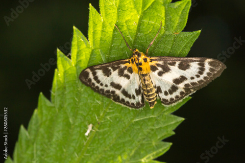 Obraz na płótnie Small magpie (Anania hortulata) w salonie
