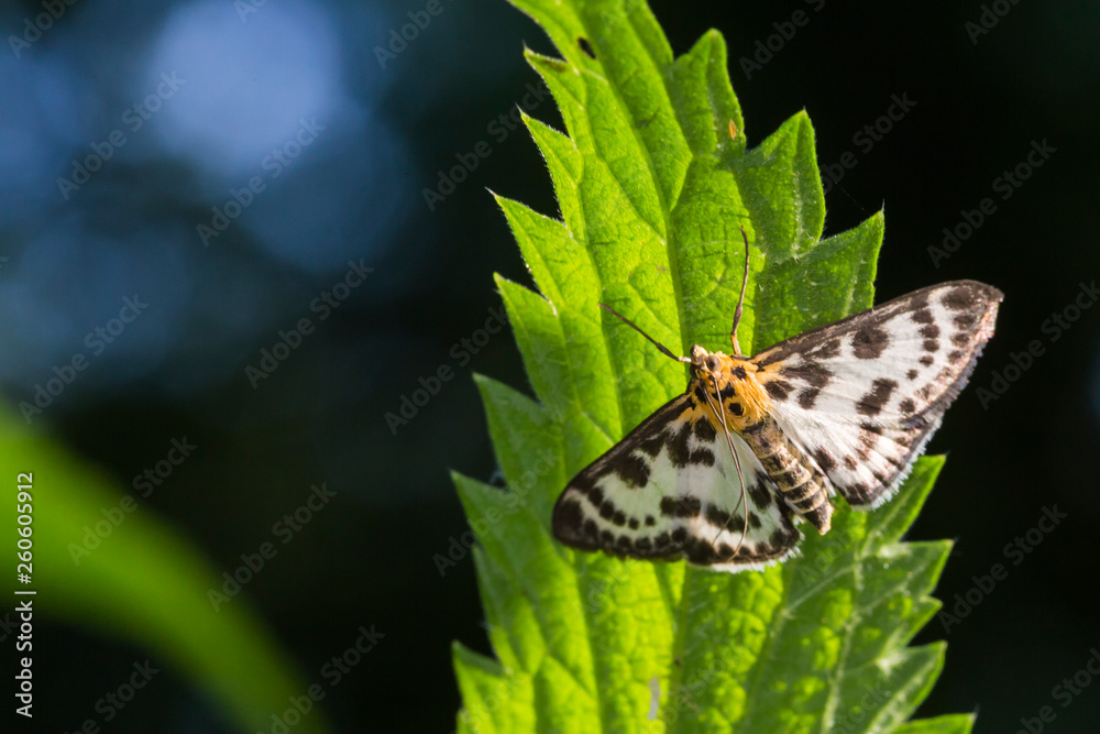 Small magpie (Anania hortulata)