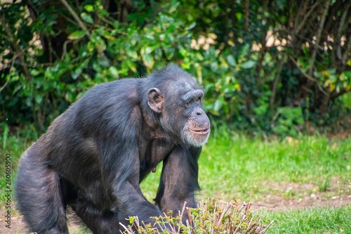 Adult Chimpanzee walking around