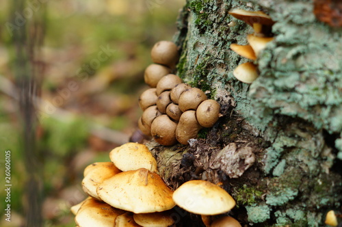mushroom in forest