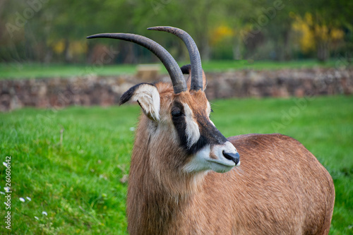 Roan Antelope looking around photo