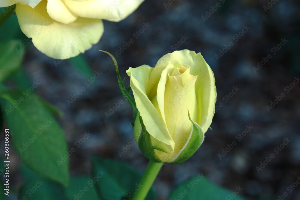 rose bud rose bud