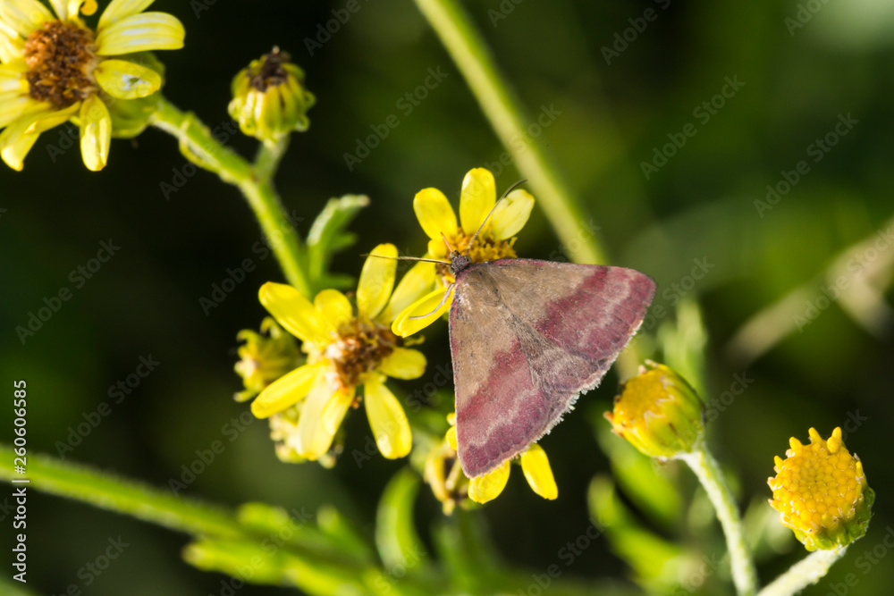 Small purple-barred (Phytometria viridaria)