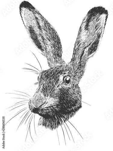 Hand drawn vector Rabbit portrait.