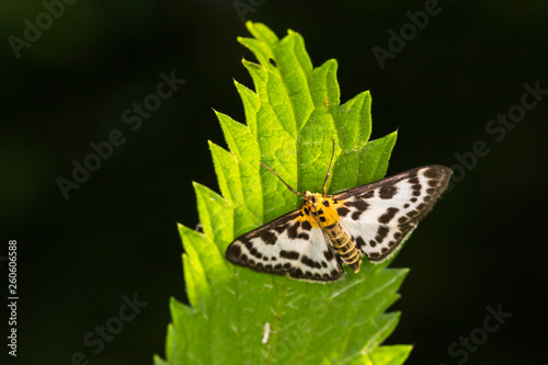Obraz na płótnie Small magpie (Anania hortulata) w salonie