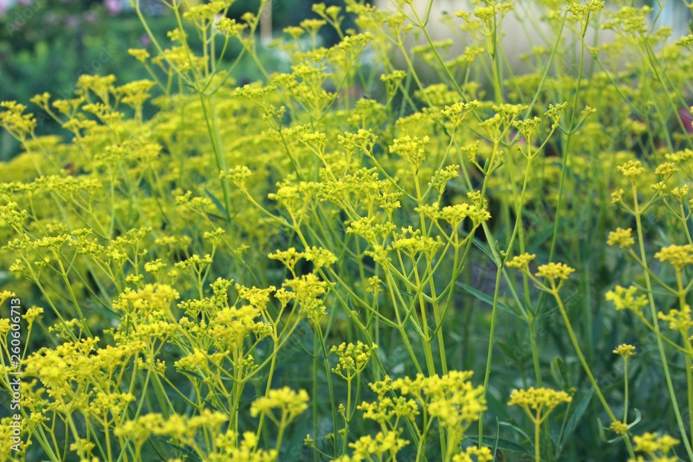 Obraz premium yellow flowers