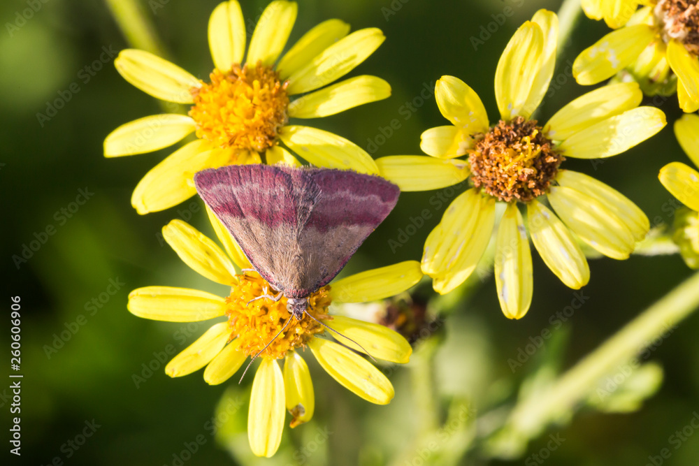 Small purple-barred (Phytometria viridaria)