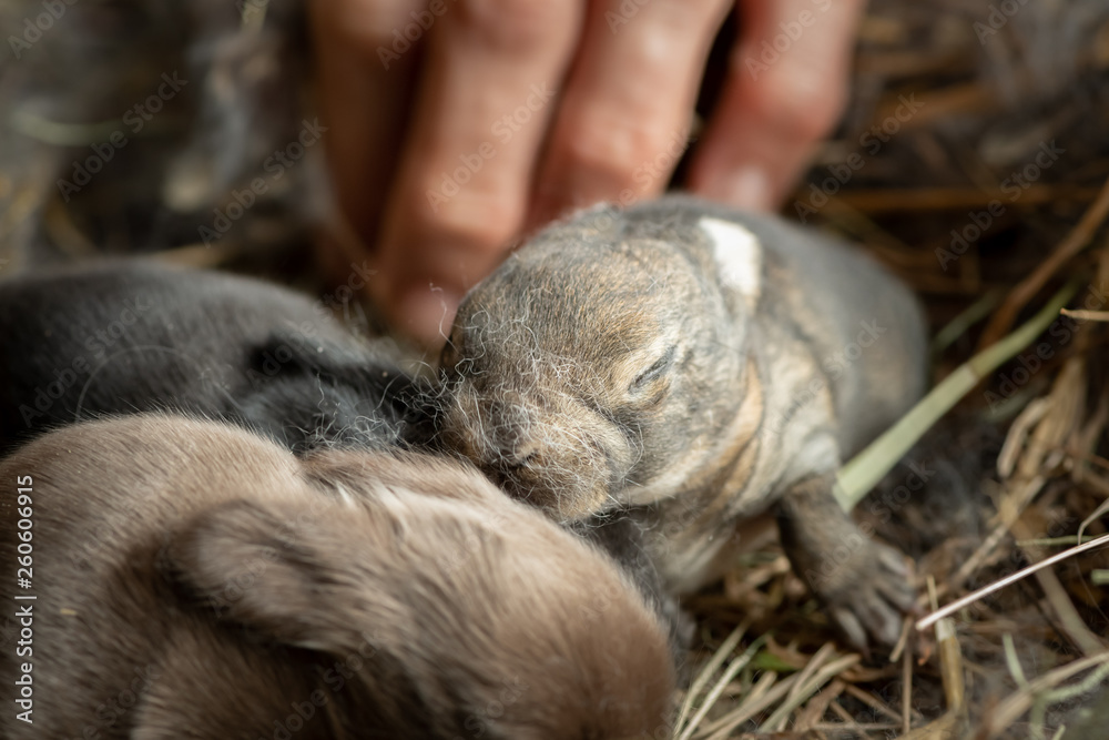 A group of newborn rabbits lying in the nest