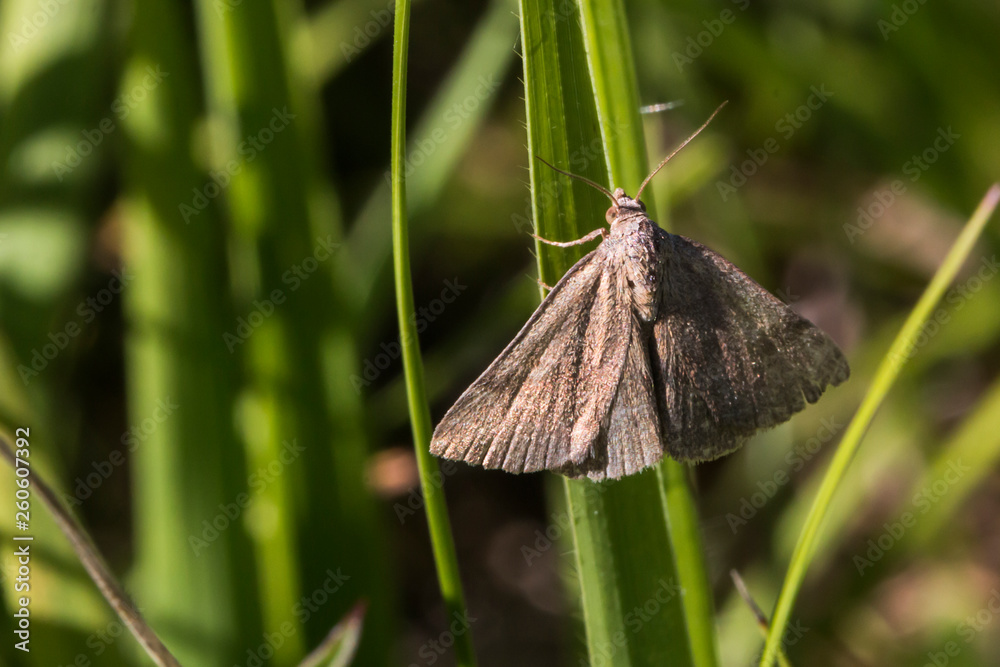 Small purple-barred (Phytometria viridaria)