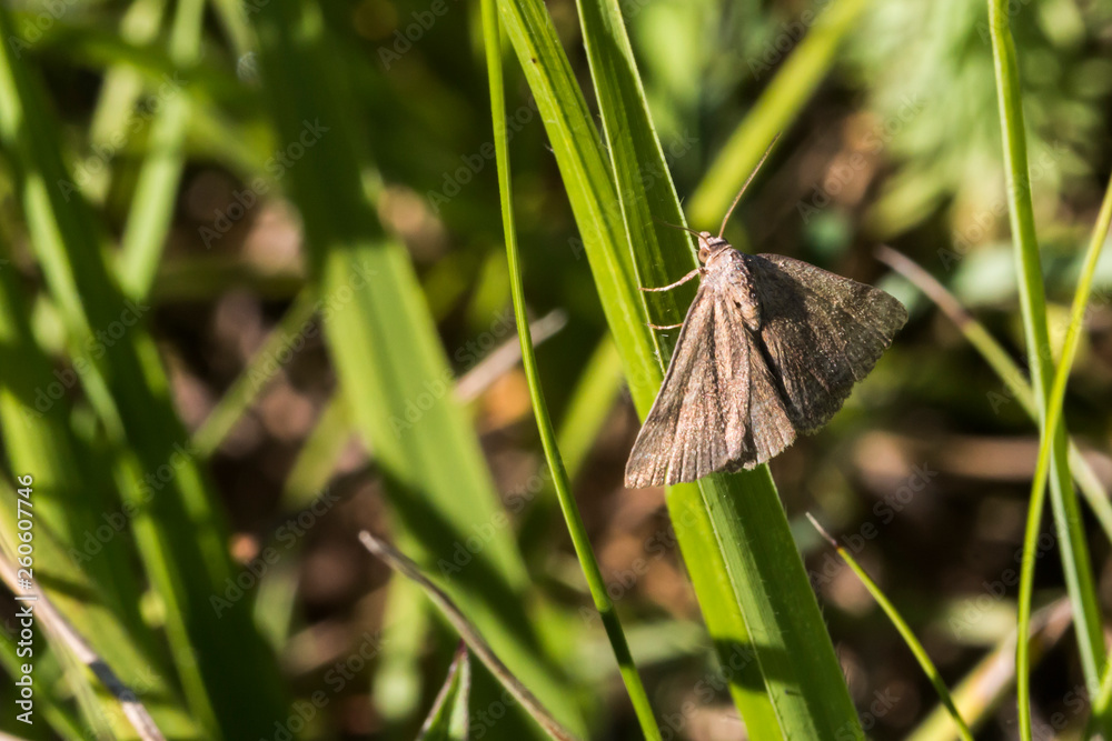 Small purple-barred (Phytometria viridaria)