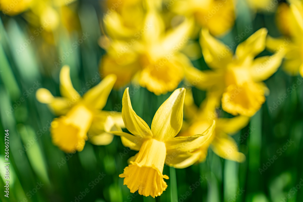 Background of blur selective focus of blooming daffodils against green background in the spring