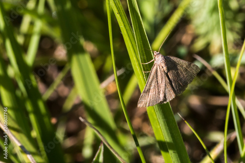 Obraz na płótnie Small purple-barred (Phytometria viridaria) w salonie