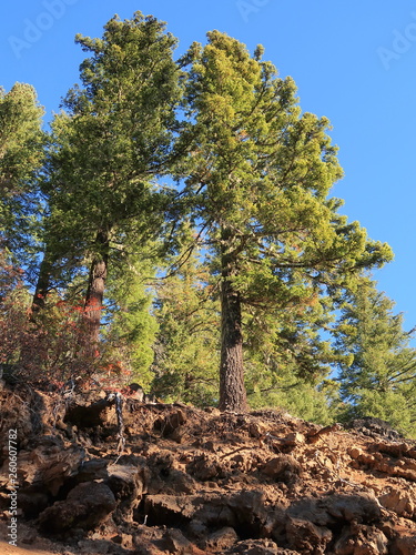 Towering Douglas Fir. trees at the top of a rocky and rugged hill in the Willamette National Forest on a sunny fall day.