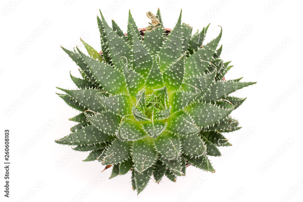 Aloe aristata rosette closeup in a pot with pebbles flatlay isolated on white background Aloe aristata rosette closeup in a pot with pebbles flatlay isolated on white background